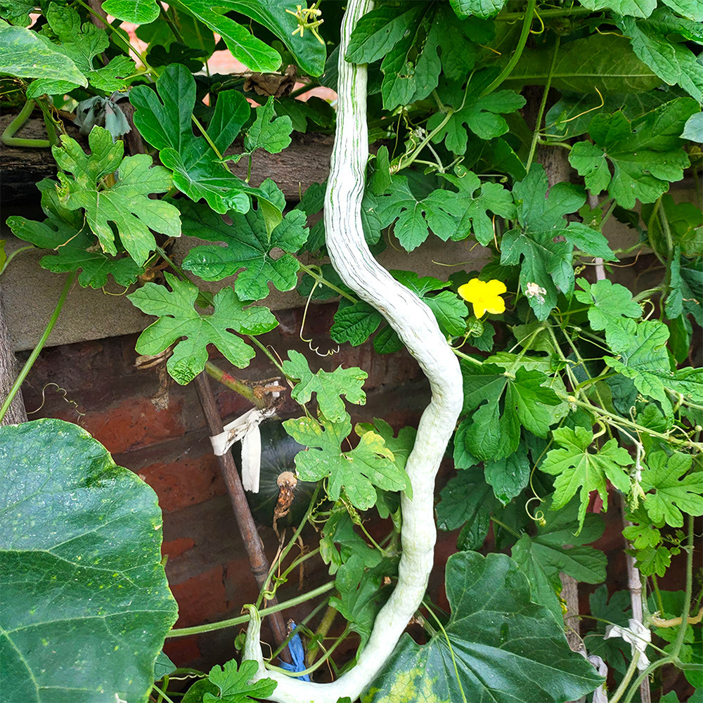 Snake Gourd (Trichosanthes cucumerina) Seeds