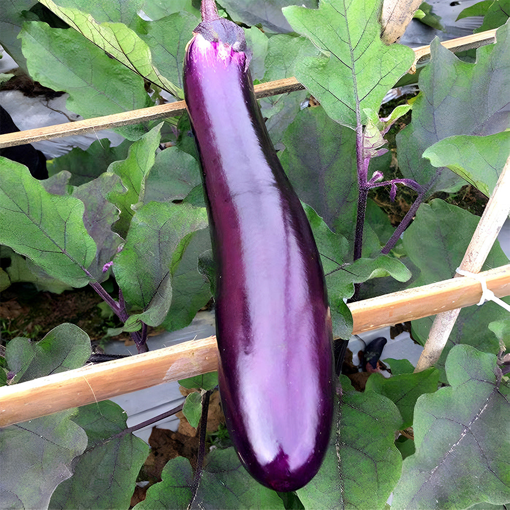 'Purple Dragon' Long Eggplant Seeds