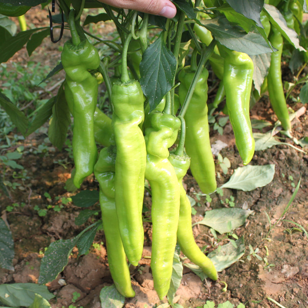 Crispy Spicy 'Lamb Horn' Pepper Seeds