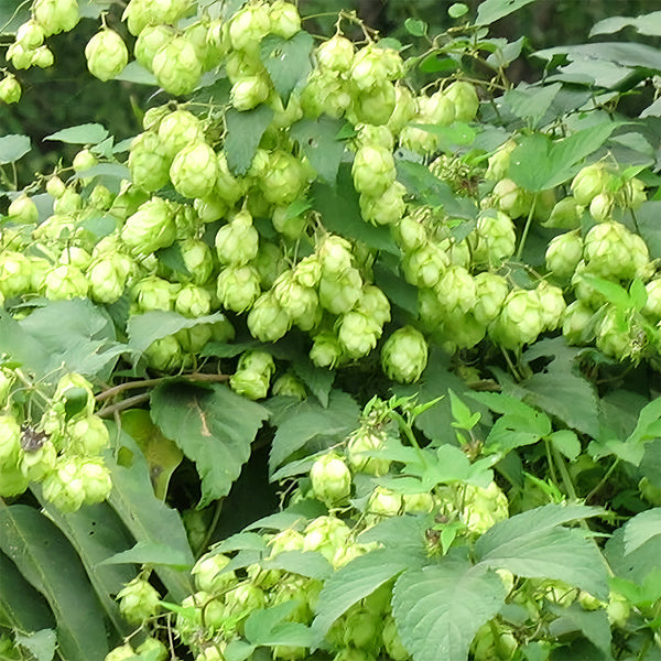 Hop Seeds, Pack of 10
