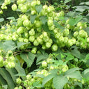 Hop Seeds, Pack of 10