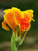 Canna Indica, Mixed