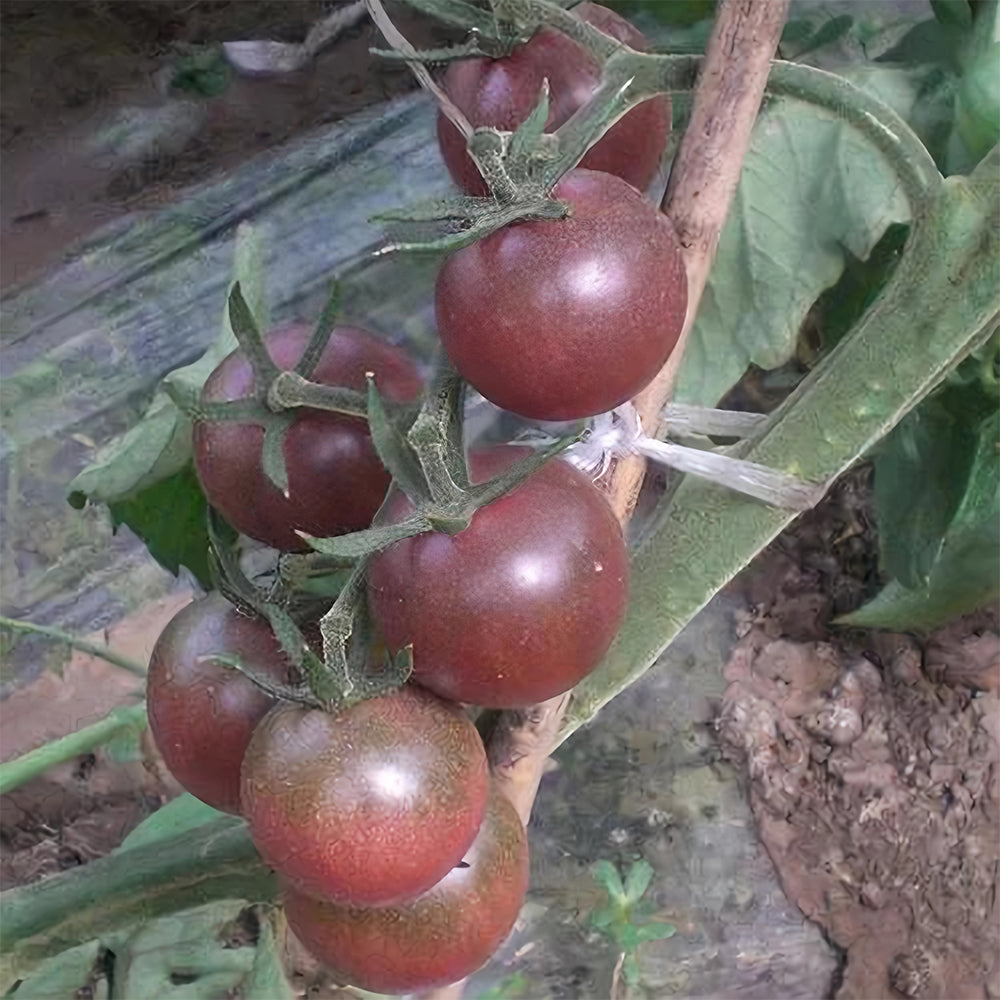 'Purple Pearl' Cherry Tomato Seeds