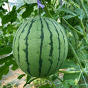 'Xiaoyu Peeling' Series Watermelon Seeds