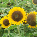 Golden-Brown Sunflower Seeds (60cm)