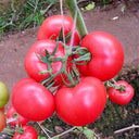 'Fluffy Pink 802' Tomato