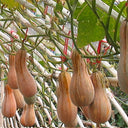 Chinese Miben Pumpkin Seeds