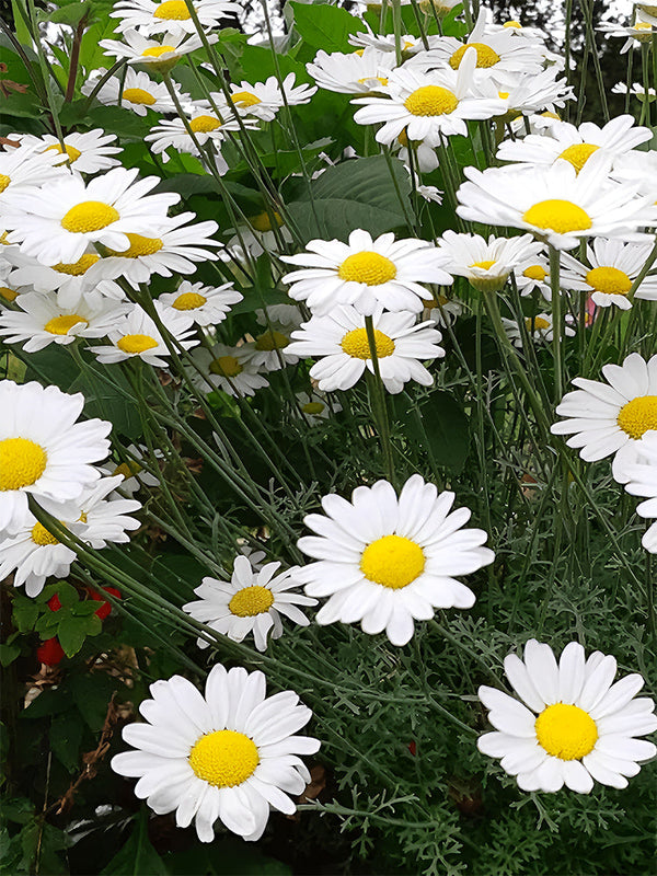 Chrysanthemum, Robinson's Mix