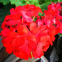 Red Geranium Seeds - Landscaper Red  F1