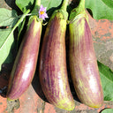 'Sichuan Bamboo Silk' Eggplant Seeds