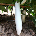 White Long Eggplant Seeds