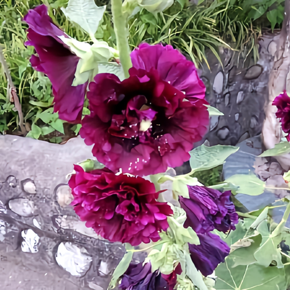 Alcea 'Queeny Purple'