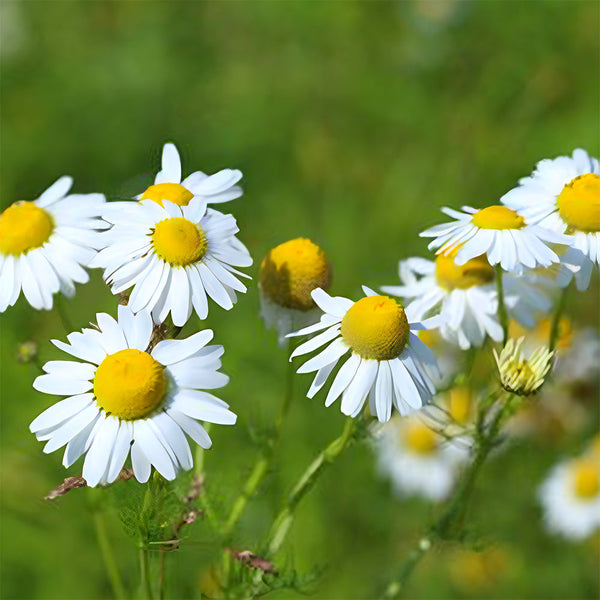 Hardy Chamomile Seeds with Invigorating Aroma - Thrives in Varied Soils