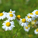 Hardy Chamomile Seeds with Invigorating Aroma - Thrives in Varied Soils