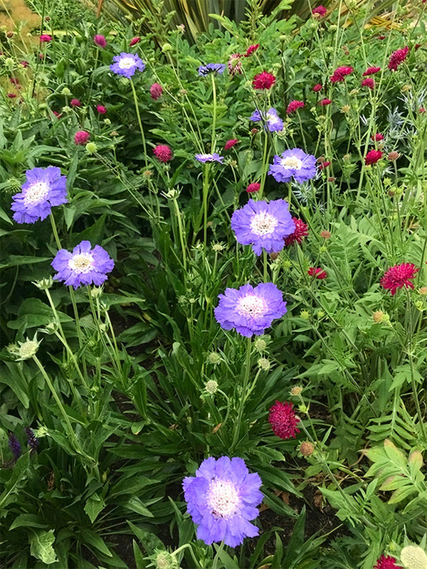 Scabiosa caucasica 'Fama Deep Blue'