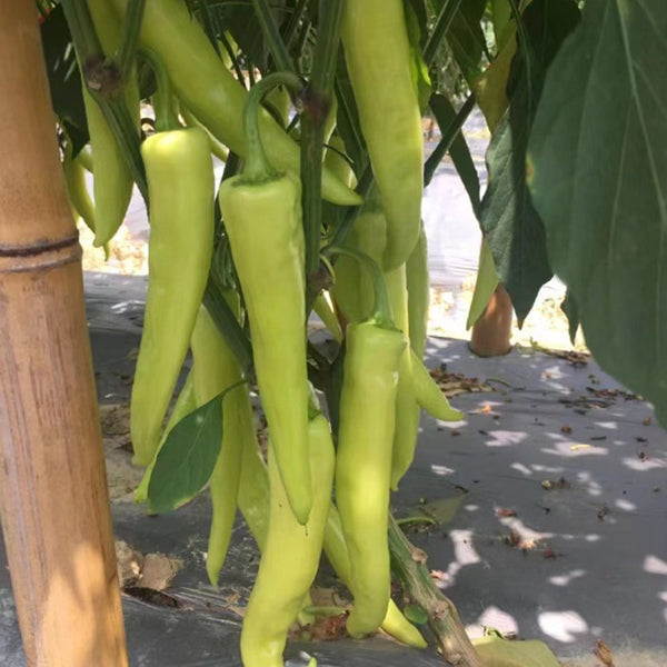 'Golden Sword' Pepper Seeds