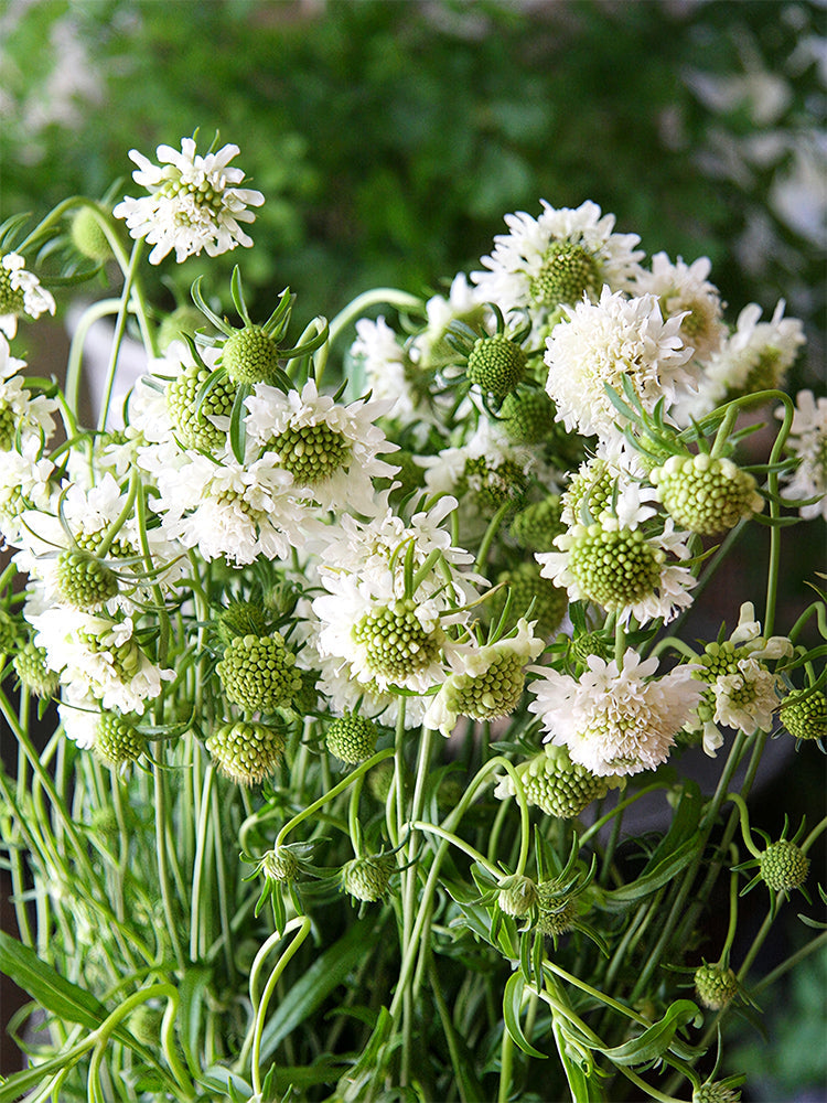 Scabiosa Atropurpurea, White