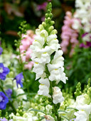 Tall Snapdragon, White