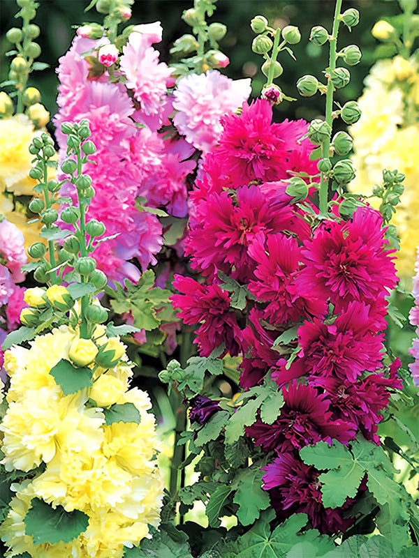 Dwarf Alcea, Mixed Dual