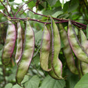 Purple-Green Hyacinth Bean