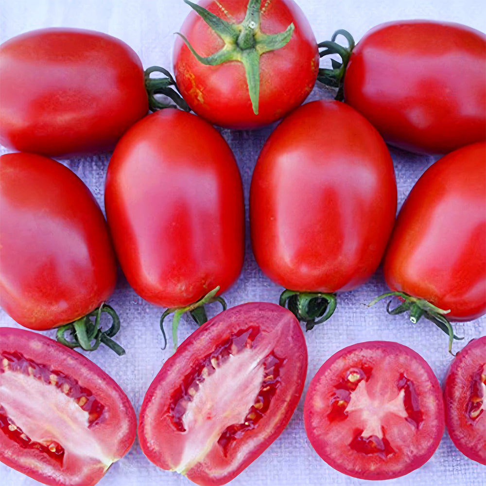 Top-Performing Salad Tomato