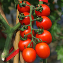 'Waterfall' Tomato