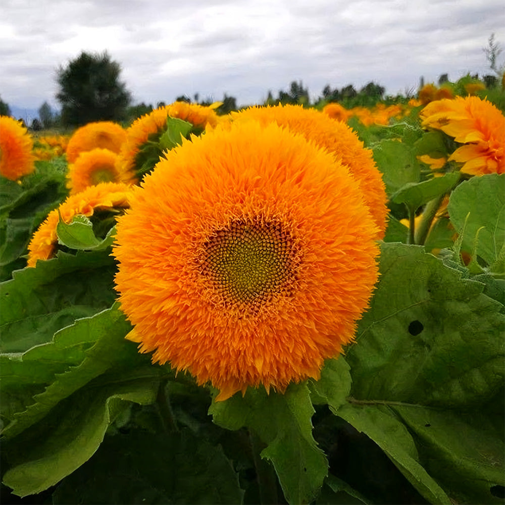 'Teddy Bear' Dwarf Sunflower Seeds