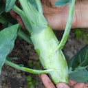 Jingyan Huge Stem Gai Lan