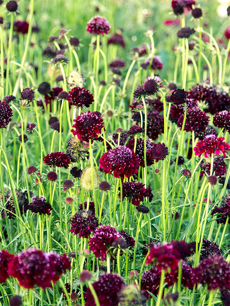 Scabiosa Atropurpurea, Black