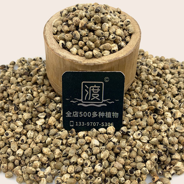 Myoga Ginger Seeds