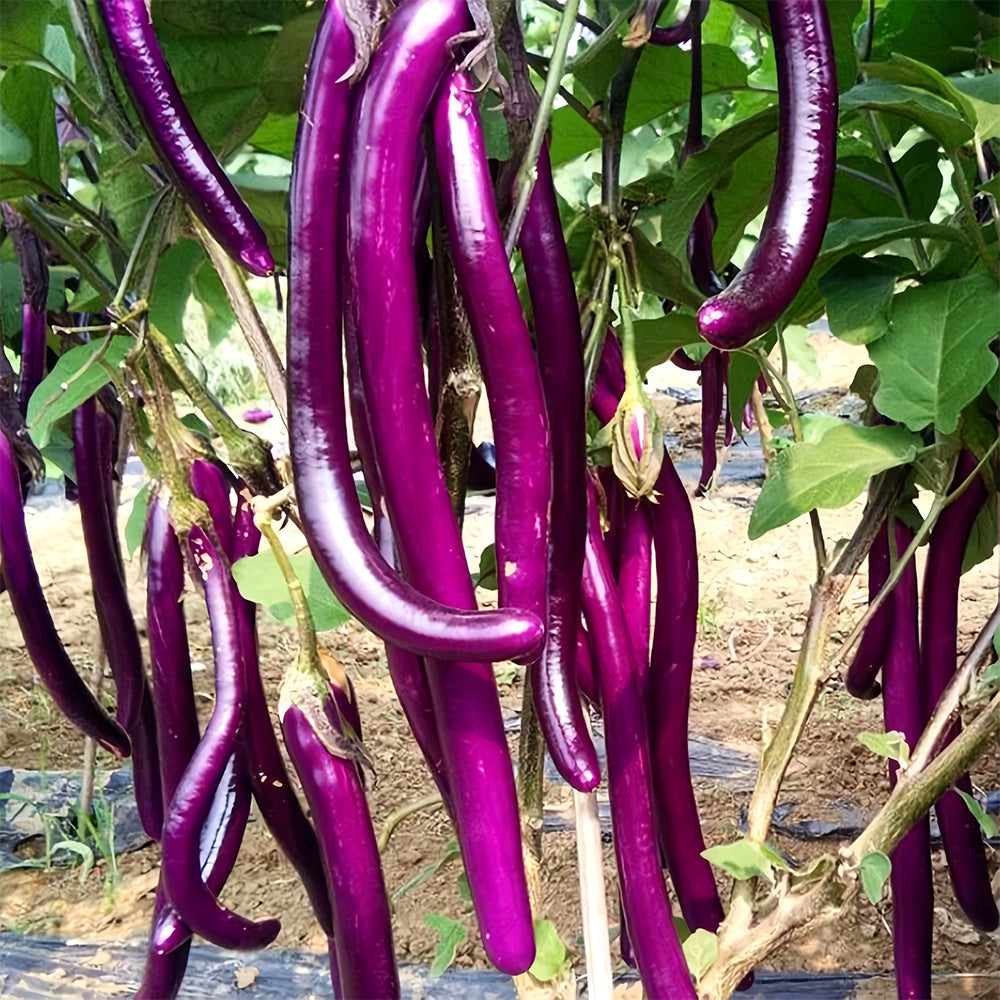 'Purple Dragon' Hangzhou Eggplant Seeds