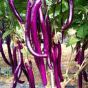 'Purple Dragon' Hangzhou Eggplant Seeds