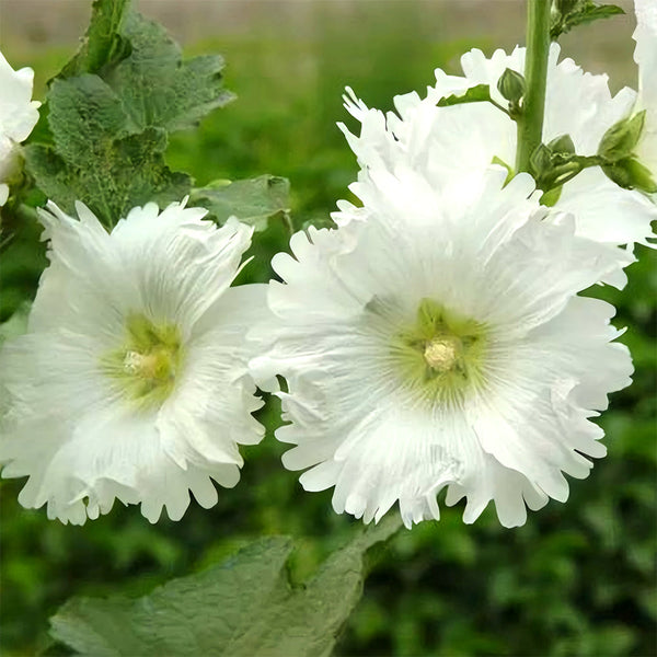 Alcea 'Chaste White'