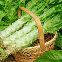Green Asparagus Lettuce Seeds