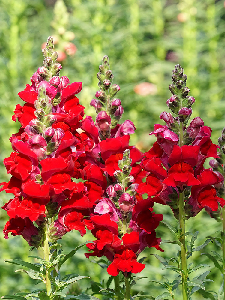 Tall Snapdragon, Dark Red