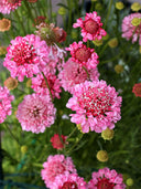 Scabiosa 'Salmon Pink'