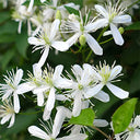 Clematis Chinensis Seeds, Pack of 50