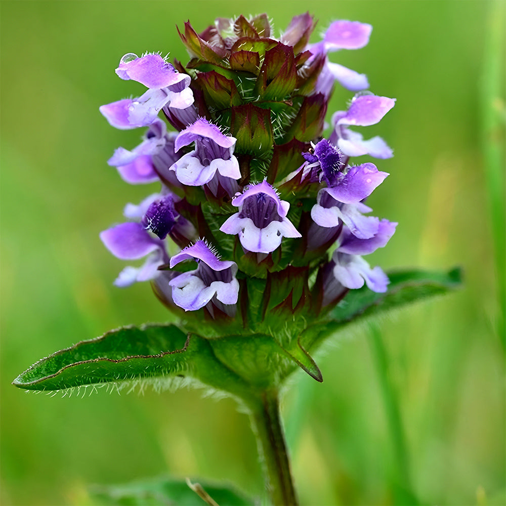 Self Heal Seeds