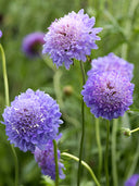 Scabiosa Atropurpurea 'Blue Cockade'