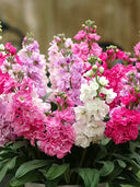 Dwarf Matthiola Incana, Mixed