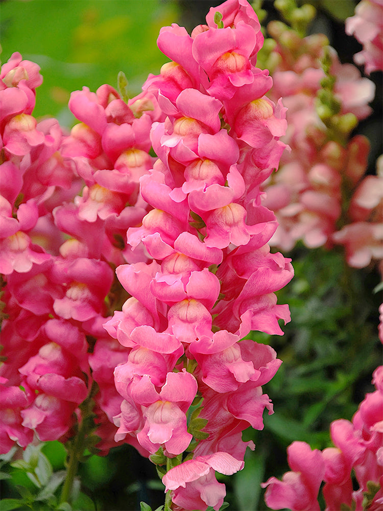 Tall Snapdragon, Pink