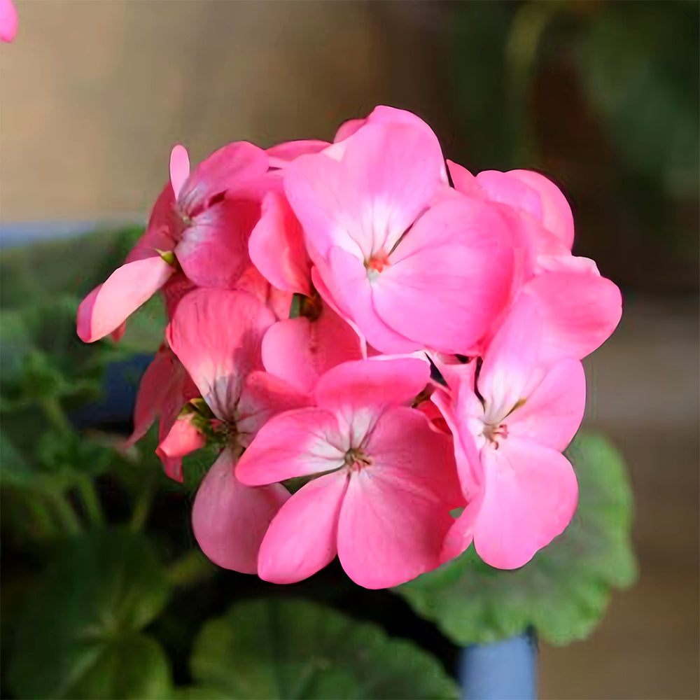 Geranium Seeds - Landscaper Pink F1