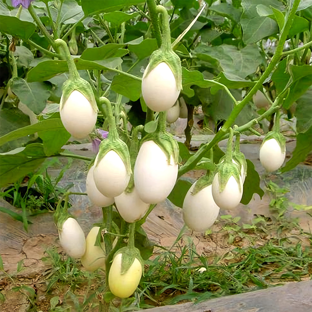 'White Baby' Round Eggplant Seeds