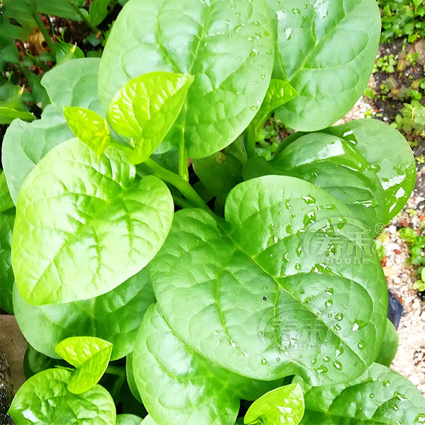 Basella alba Green Malabar spinach Seeds