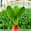 Jingyan Organic Pak Choi