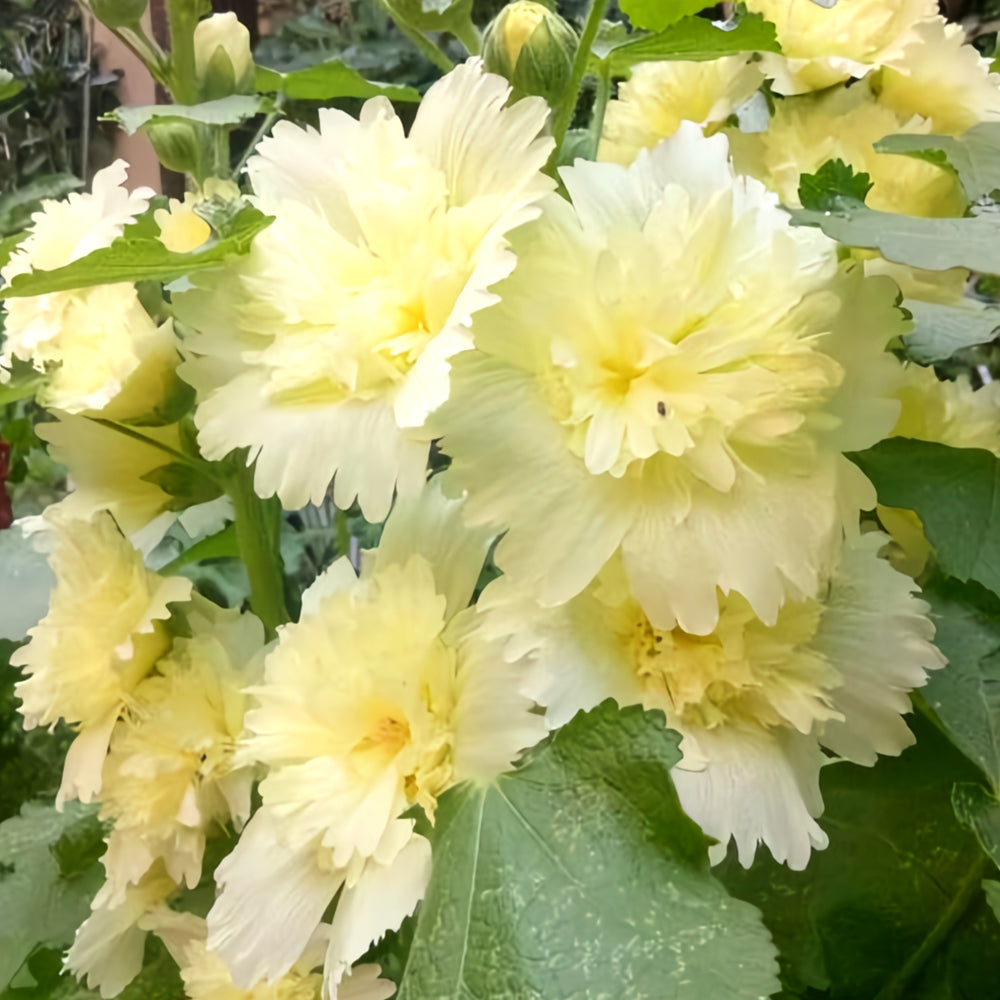 Alcea 'Junle Lemon'