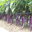 'Hang Zilong' Purple Eggplant Seeds