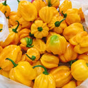Hybrid F1 Yellow Devil Pepper