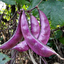 Fresh Purple-Red Hyacinth Bean