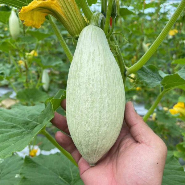 Noble Pumpkin Hybrid Seeds
